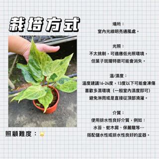 佛手芋開花|觀葉植物迷交流站 